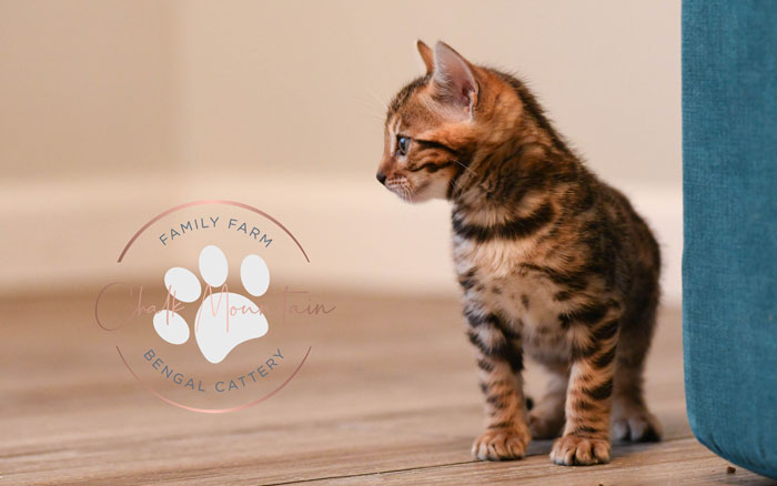 Bengal kitten for sale